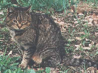 Racuch-4lapy.jpg (27493 bytes)