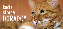 Kocia strona DORADCY